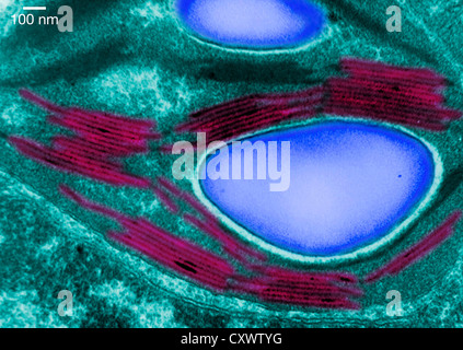 Micrographie électronique à transmission d'un chloroplaste Banque D'Images