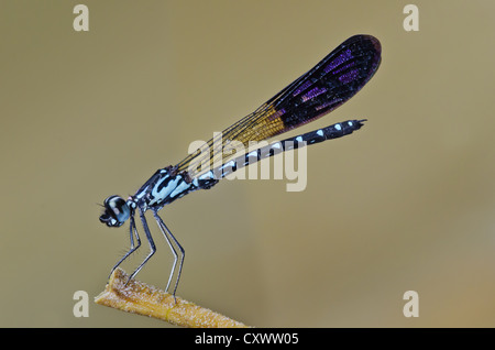 Perforata Heliocypha demoiselle mâle Banque D'Images