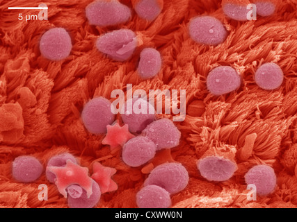 Micrographie électronique à balayage de l'épithélium pulmonaire Banque D'Images