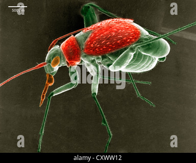 Micrographie électronique à balayage d'un bogue. Banque D'Images