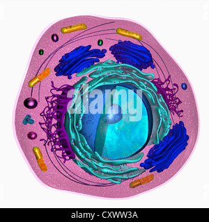 Modèle 3D d'une cellule eucaryote Banque D'Images