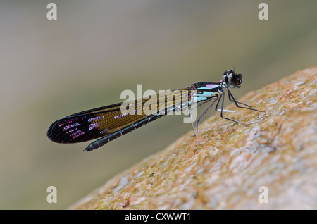 Perforata Heliocypha demoiselle mâle Banque D'Images