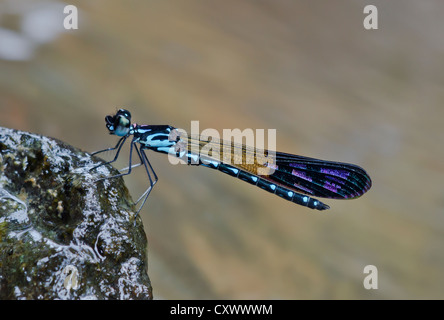 Perforata Heliocypha demoiselle mâle Banque D'Images