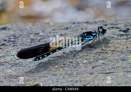 Perforata Heliocypha demoiselle mâle Banque D'Images