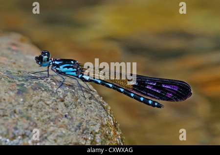 Perforata Heliocypha demoiselle mâle Banque D'Images