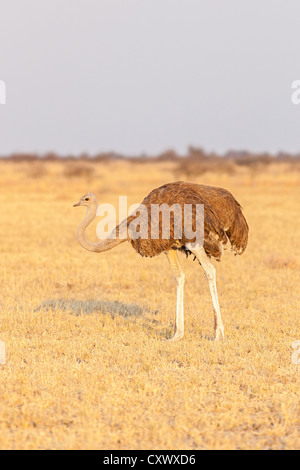 Autruche femelle (Struthio camelus) sur une plaine africaine dans aube lumière, Botswana Banque D'Images