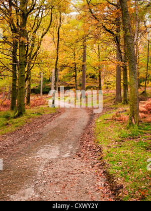 Couleur d'automne à Manesty Woods près de Keswick dans le parc national de Lake District, Cumbria, Angleterre. Banque D'Images
