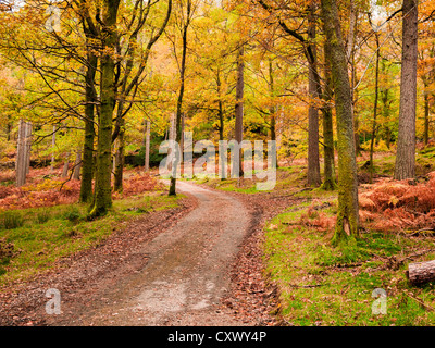 Couleur d'automne à Manesty Woods près de Keswick dans le parc national de Lake District, Cumbria, Angleterre. Banque D'Images