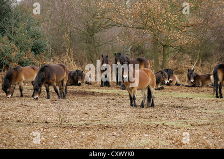 Poneys Exmoor à Sutton Park, Sutton Coldfield, West Midlands. Banque D'Images