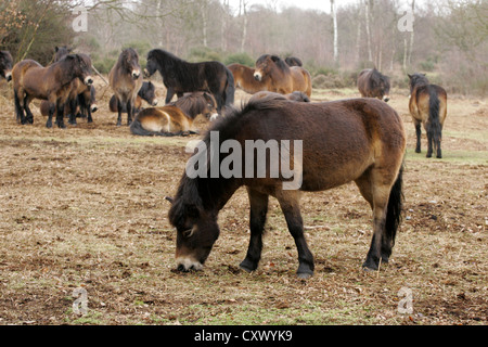 Poneys Exmoor à Sutton Park, Sutton Coldfield, West Midlands. Banque D'Images