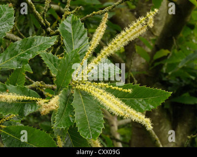 Le Châtaignier, Castanea sativa, les fleurs mâles Banque D'Images