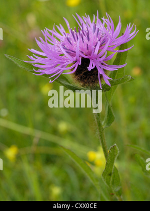 La centaurée commune ou Hardheads, Centaurea nigra Banque D'Images