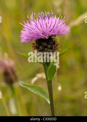 La centaurée commune ou Hardheads, Centaurea nigra Banque D'Images