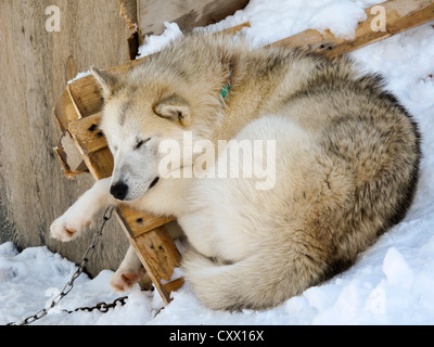 Chien Husky endormi au Groenland Banque D'Images