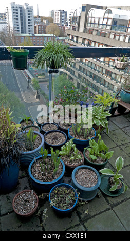 Pots d'Hostas poussant sur un jardin de toit Immobilier Barbican London, England, UK KATHY DEWITT Banque D'Images