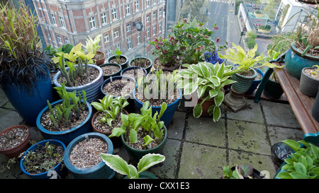 Pots de jardin regroupées de hostas et diverses plantes poussant dans un groupe sur un balcon jardin au printemps Barbican à Londres, Angleterre, RU KATHY DEWITT Banque D'Images