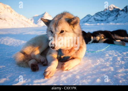 Chien Husky au Groenland au repos Banque D'Images