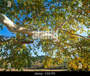 Le long du ruisseau de sycomore pousse beaucoup d'Arizona sycomore. L'automne dans l'Arizona. Banque D'Images