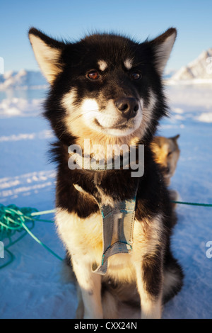 Chien Husky dans le harnais de traîneau au Groenland Banque D'Images