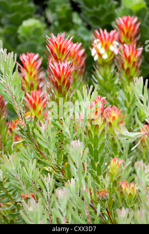 Protea (Mimetes cucullatus) Banque D'Images