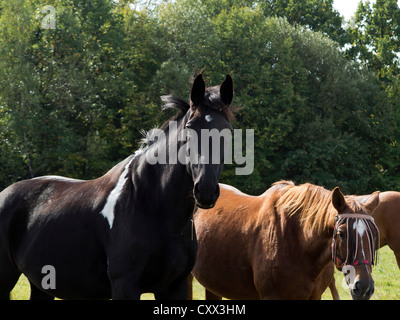 Baie Noire et sur les pâturages de chevaux Banque D'Images