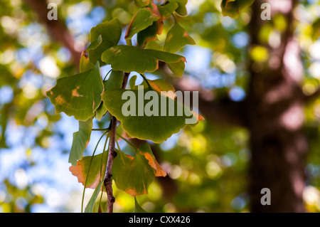 Feuilles de gingko biloba arbre Banque D'Images