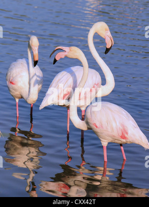Quatre flamants roses blanches dans l'eau Banque D'Images