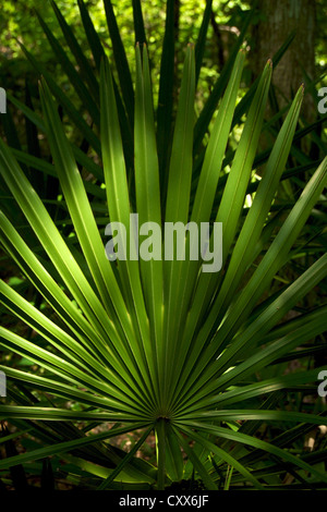 Dwarf palmetto dans The Devil's Millhopper Geological State Park, Floride Banque D'Images