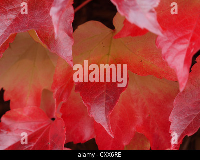 Les feuilles d'automne fleuri Banque D'Images