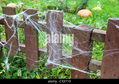 Beaucoup de web sur clôture en bois dans le jardin et le ripe pumpkins on Green grass Banque D'Images