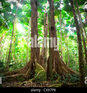 Les arbres de la forêt arbre géant dans le parc national de forêt tropicale forêt Daintree Queensland Australie Banque D'Images