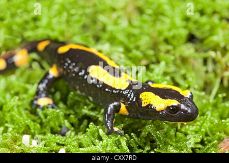 Salamandre de feu de couleur lumineux et des amphibiens Animaux venimeux avec couleurs d'avertissement newt terrestre salamandra Banque D'Images