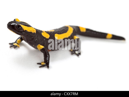 Salamandre de feu de couleur lumineux et des amphibiens Animaux venimeux avec couleurs d'avertissement newt terrestre salamandra Banque D'Images