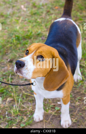 Chien de race Beagle sur l'herbe verte en été, faible profondeur de champ Banque D'Images