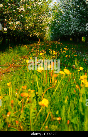 Voir de jeunes verger avec des fleurs, le soir, le ressort, la sarre / Allemagne Banque D'Images