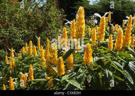 Elk284-2127 Hawaii, Big Island, Hawaii, Nani Mau Gardens, des fleurs tropicales Banque D'Images