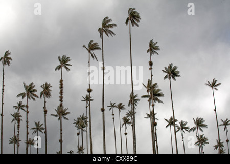 Cire Palms, la plus haute palmier et monocot au monde, arbre national, Valle de Cocora, Parc national Los Nevados, Colombie Banque D'Images