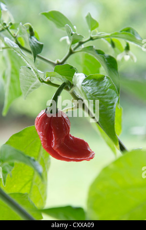 Un Naga Dorset Chilly Pepper (parmi les plus chaudes chilly variétés connu) croissant sur l'usine, red hot, mûrs et prêts pour la cueillette. Banque D'Images