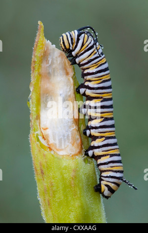 La chenille du papillon Monarque Danaus plexippus se nourrissant de l'Asclépiade commune (Asclepias syriaca E la gousse USA Banque D'Images
