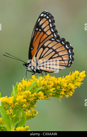 Papillon vice-roi (Limenitis archippe) sur Houghton (Solidago sp), la fin de l'été, début de l'automne, E USA, par aller Moody/Dembinsky Assoc Photo Banque D'Images