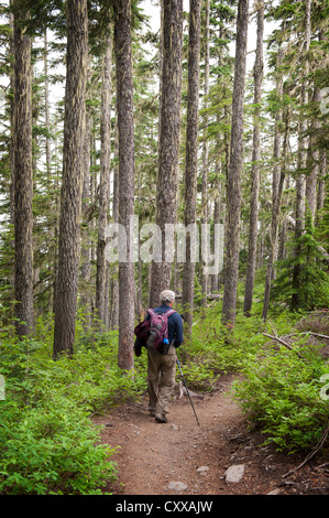 Randonnées l'Héliotrope Ridge Trail à travers une forêt de sapin Douglas sur la façon de Mt. Baker dans le Pacifique Nord-Ouest, Washington. Banque D'Images