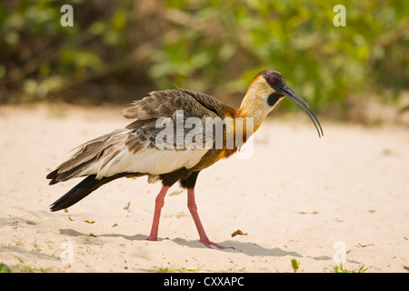 Ibis rouge Buff (Theristicus caudatus) Banque D'Images