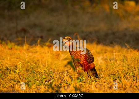 Chestnut-bellied Guan (Penelope ochrogaster) Banque D'Images