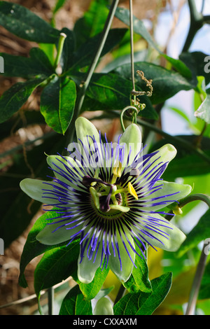 Fleur de fruit de la passion - Passiflora caerulea Banque D'Images