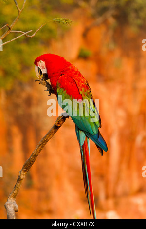 Ara vert et rouge (Ara chloropterus) Banque D'Images