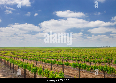 Vignobles administré par Ernest et Julio Gallo, à l'est de Modesto dans la vallée centrale de Californie. Banque D'Images