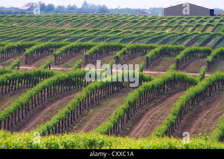 Vignobles administré par Ernest et Julio Gallo, à l'est de Modesto dans la vallée centrale de Californie. Banque D'Images