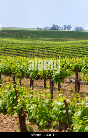 Vignobles administré par Ernest et Julio Gallo, à l'est de Modesto dans la vallée centrale de Californie. Banque D'Images