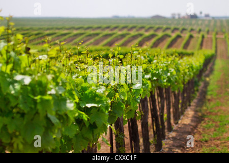 Vignobles administré par Ernest et Julio Gallo, à l'est de Modesto dans la vallée centrale de Californie. Banque D'Images