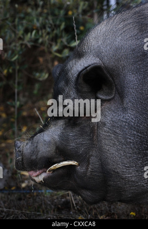 Un close-up d'un grand pot belly cochon. Banque D'Images